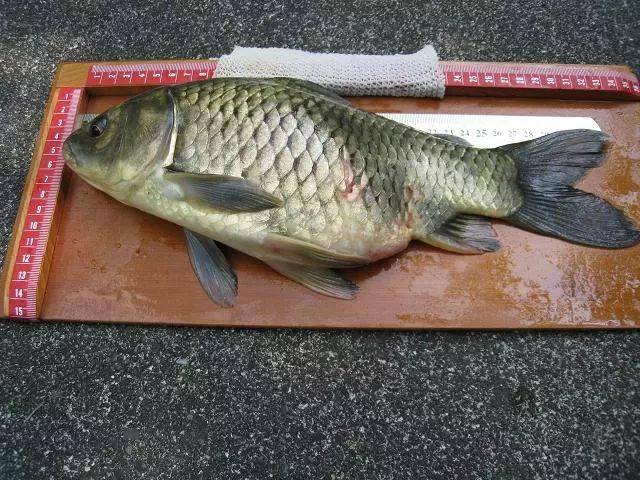 只有这种身体泛黄的鲫鱼,才算是真正的野生土鲫鱼