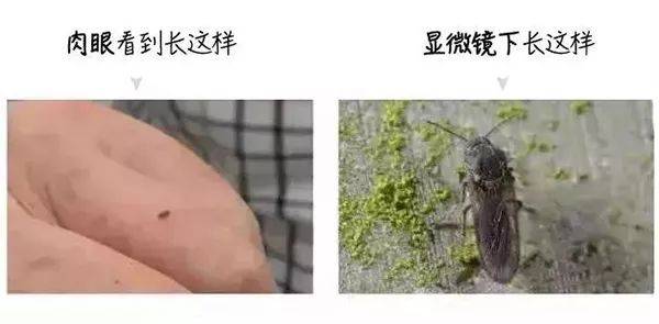 虫子咬了红肿痒怎么办