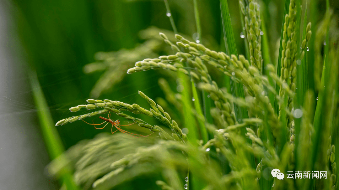 【行摄云南】杞麓湖畔稻花香