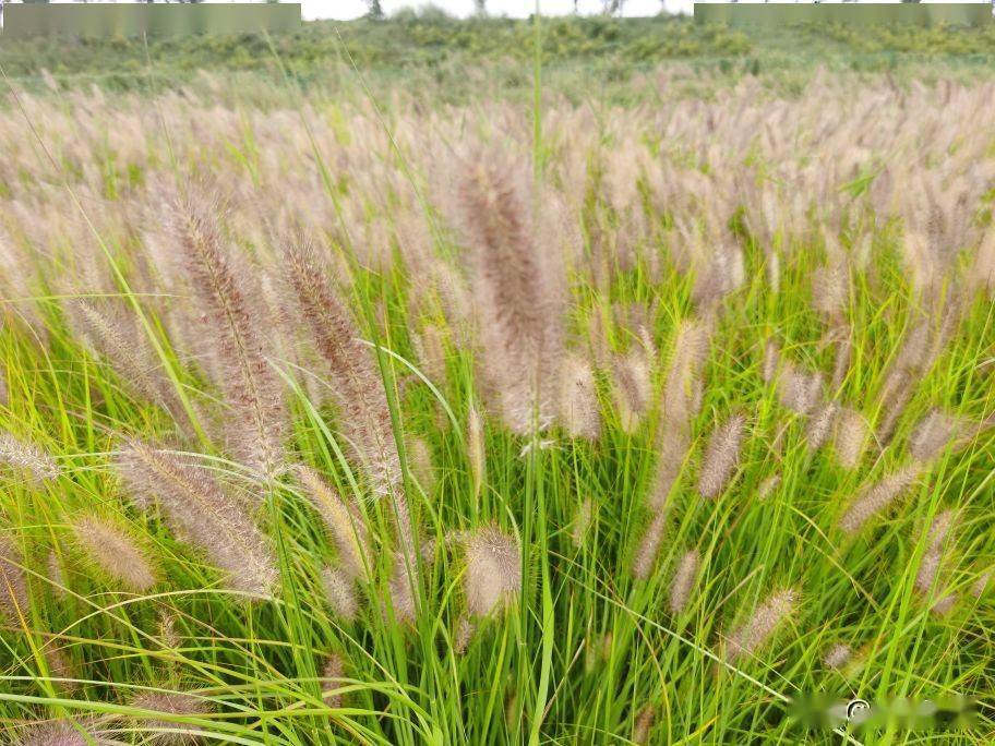 普普通通的毛毛草,连成片也挺漂亮的,美的不同