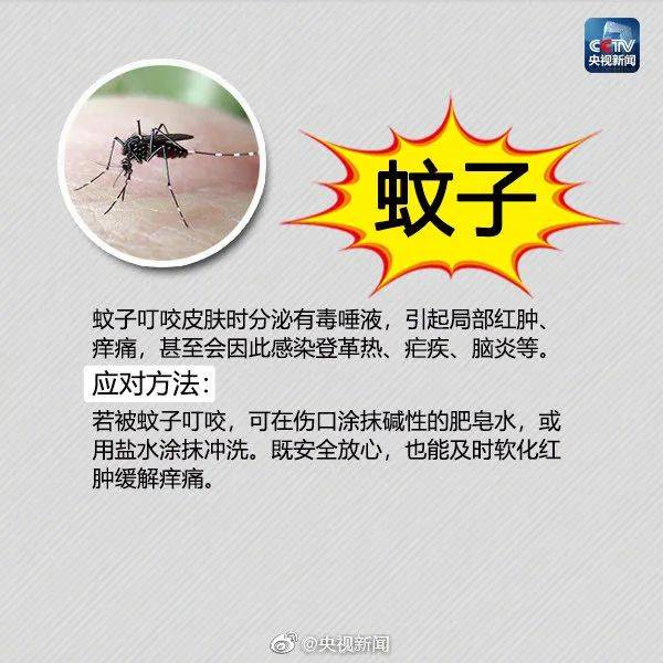 虫子咬了红肿痒怎么办