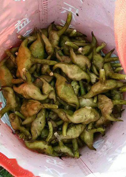 庐山市鄱阳湖里的菱角熟了大写的好吃你还记得这味道吗