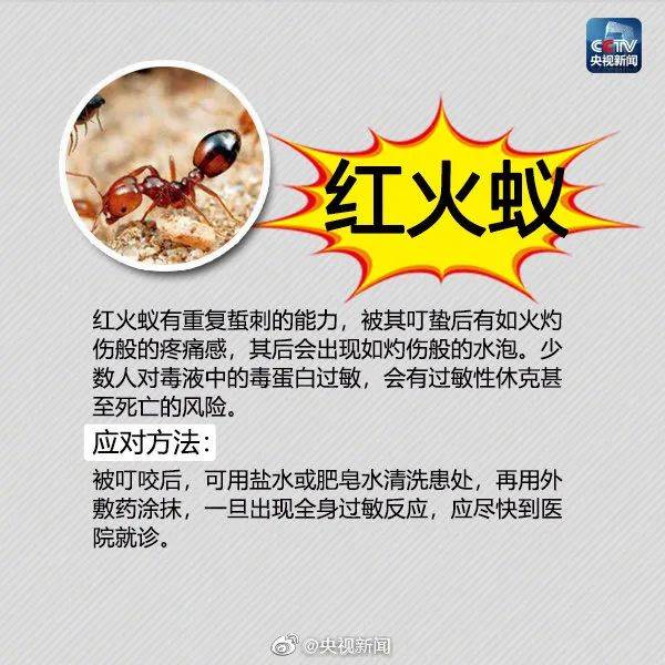 虫子咬了红肿痒怎么办