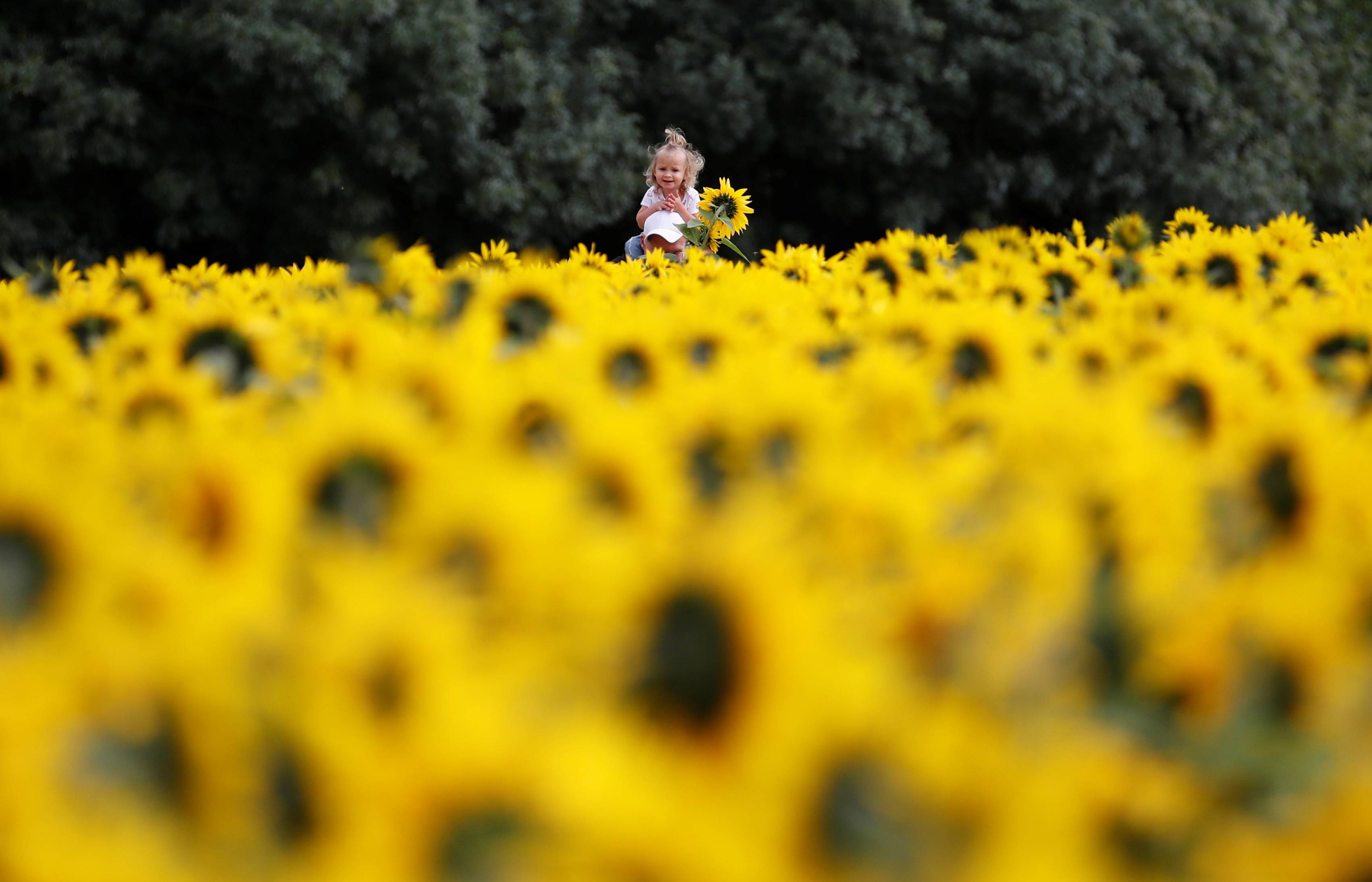 向日葵花田 本斯