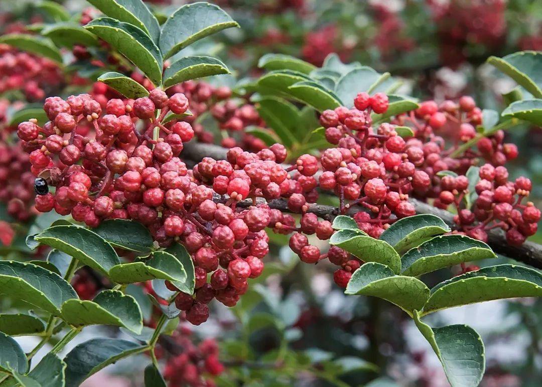 烹饪大师眼里的汉源花椒