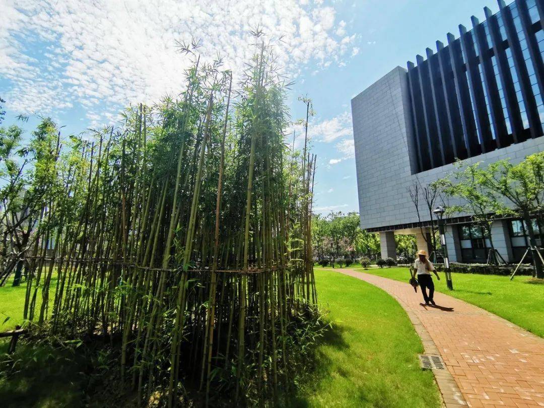 临泉市民广场霞光大道沣泽悦城临泉光明路城南公园临泉银杏湖银杏树