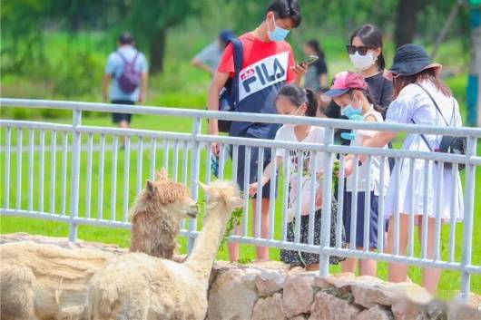 限定惊喜！羊驼、小香猪、戴胜……松江这个小小动物园，你来过吗？