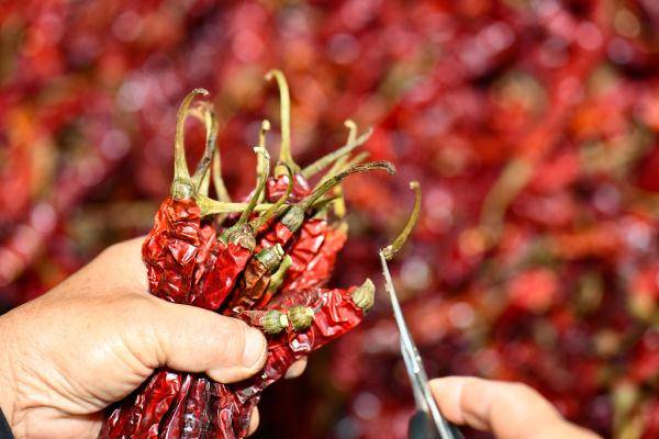 中原因,禁果,辣椒素,辣椒|美媒：是什么让我们爱上辣椒带给我们的“痛苦”？