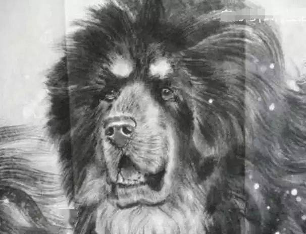 3吨巨型藏獒最终500万天价被买走