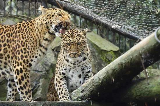 雲遊動物園金錢豹是豹不是貓