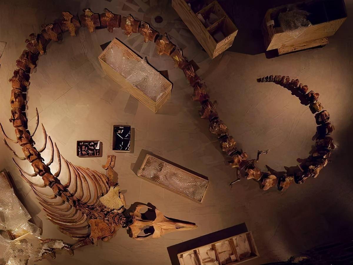 鲸鱼化石位置塞尔达图片