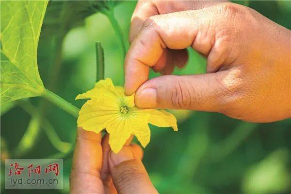 河洛青年说 | 马明盼:甜蜜事业惠乡亲_甜瓜