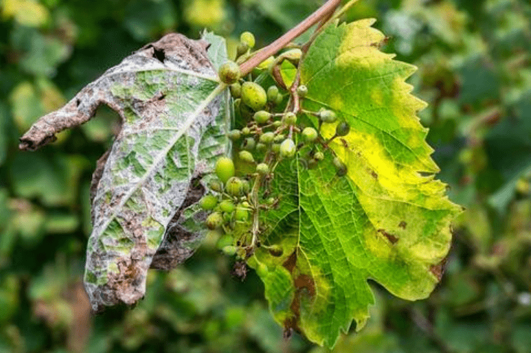 植保葡萄霜霉病绿色防治方法让霜霉病防治不再难