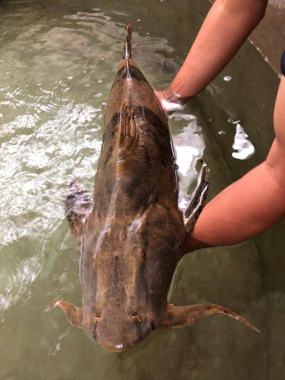 科研人员成功繁殖两万余尾国保动物巨魾