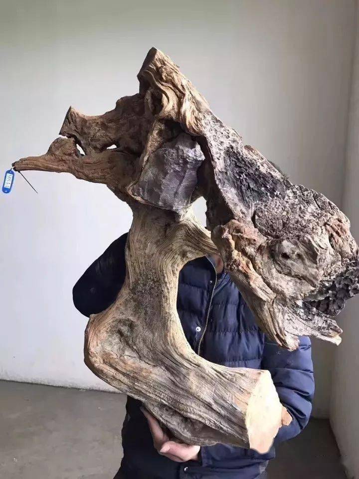 崖柏雷击木的秘密凤凰涅盘回归自然