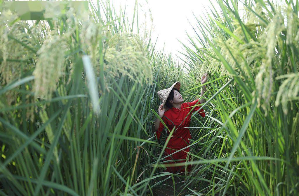 袁隆平的禾下乘凉梦实现了2米高巨型稻在重庆试种成功