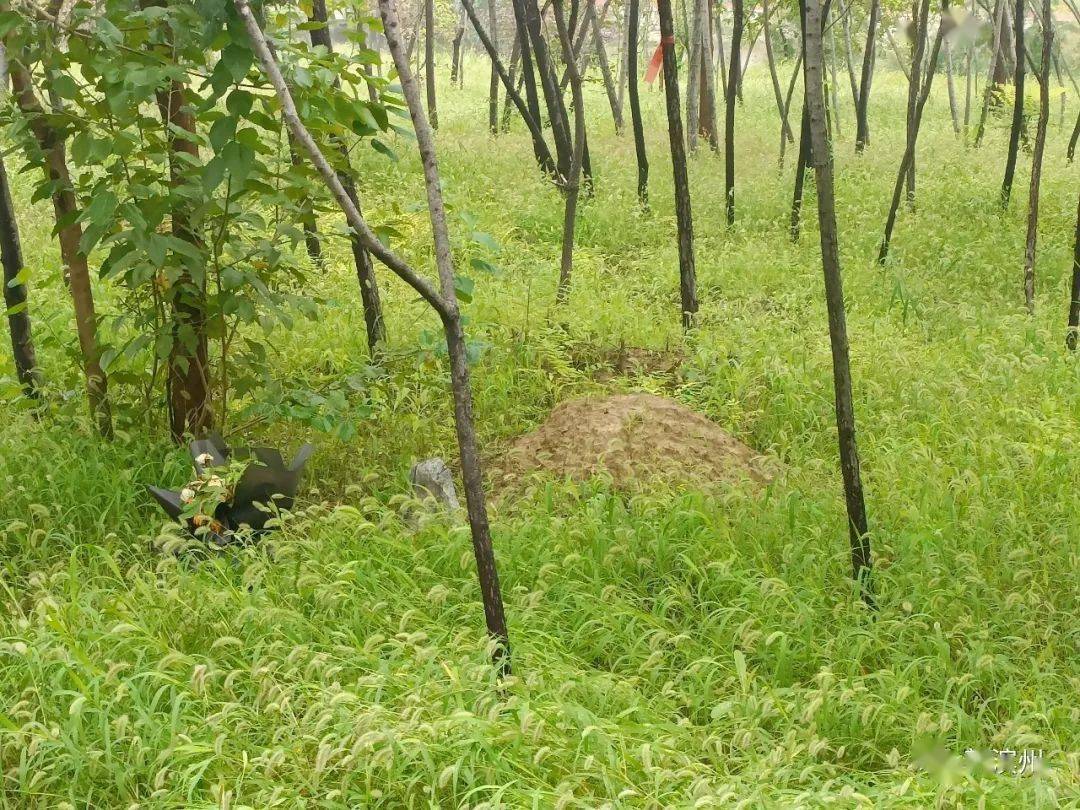 瘆人新立河公园内惊现小土包土包前还有花束无字石头