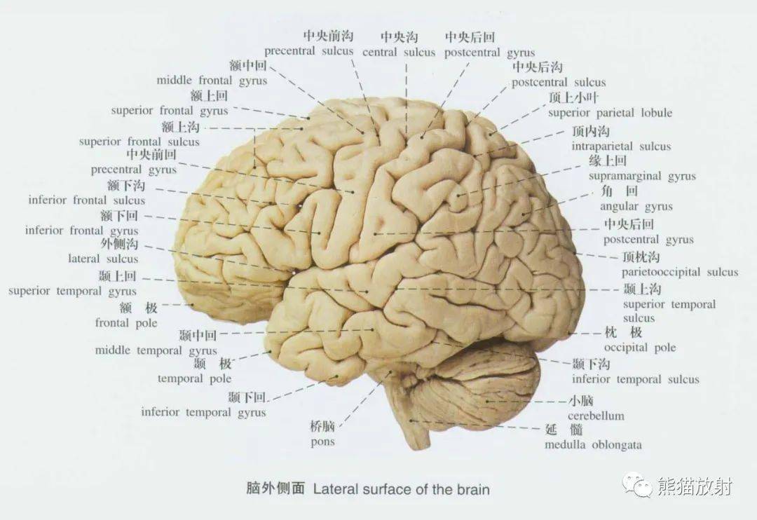 脑终板解剖图图片