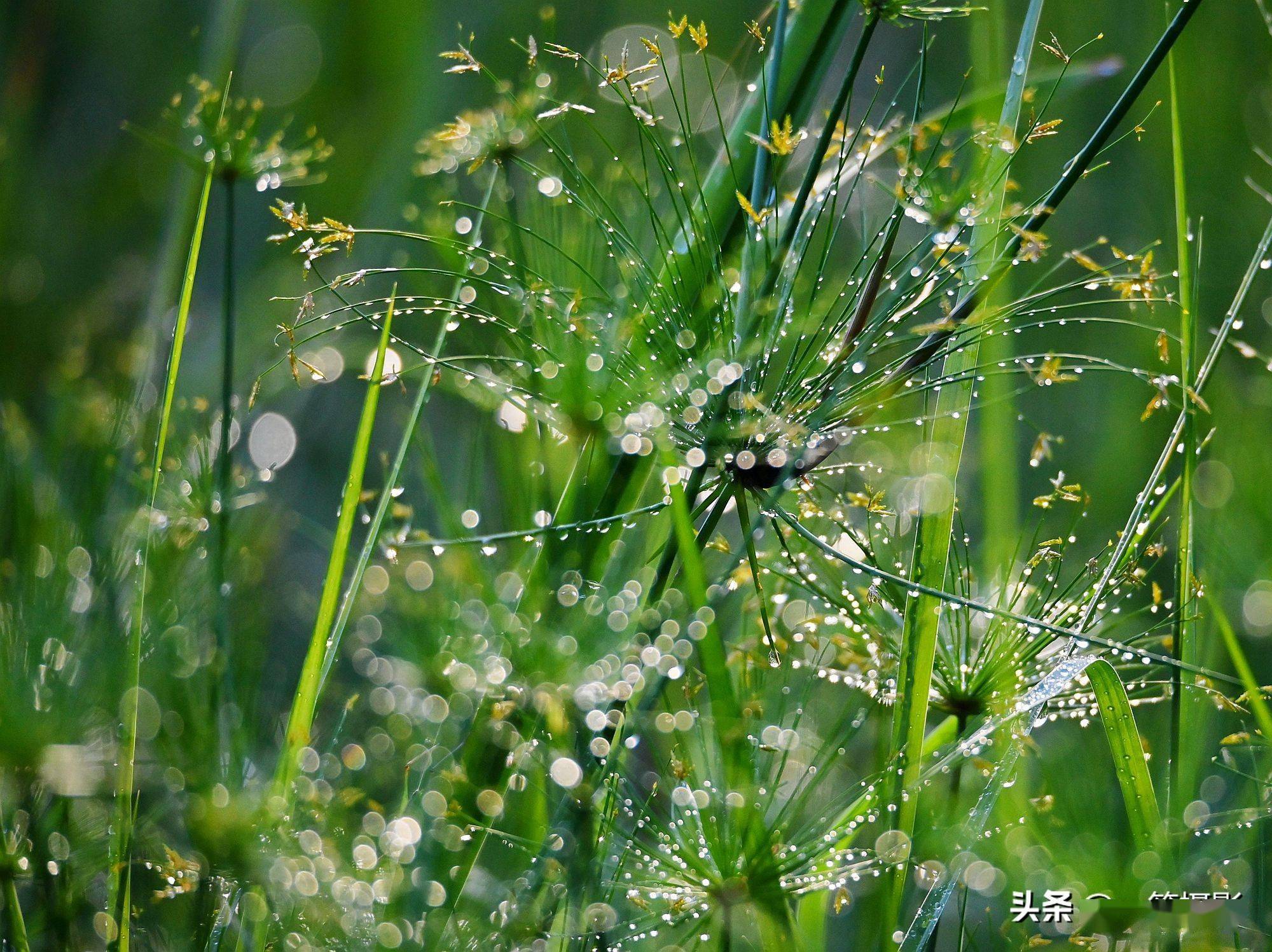 夏天的景色 雨后图片