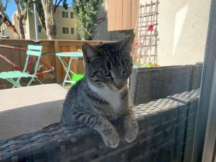 来自|来自狸花猫的单恋