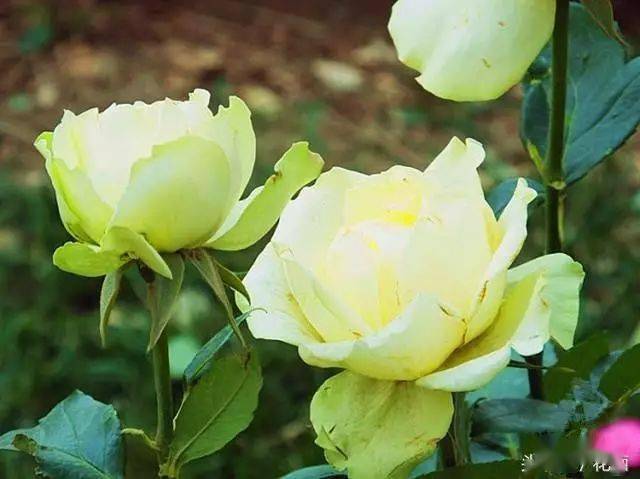 8款清雅脱俗好养的绿色月季你养过吗图鉴