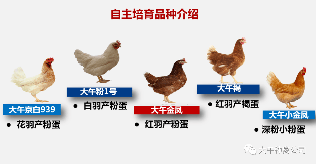 广东温氏鸡品种大全图片