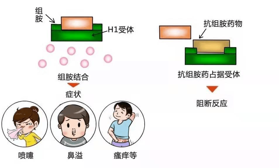 左西替利嗪和开瑞坦图片