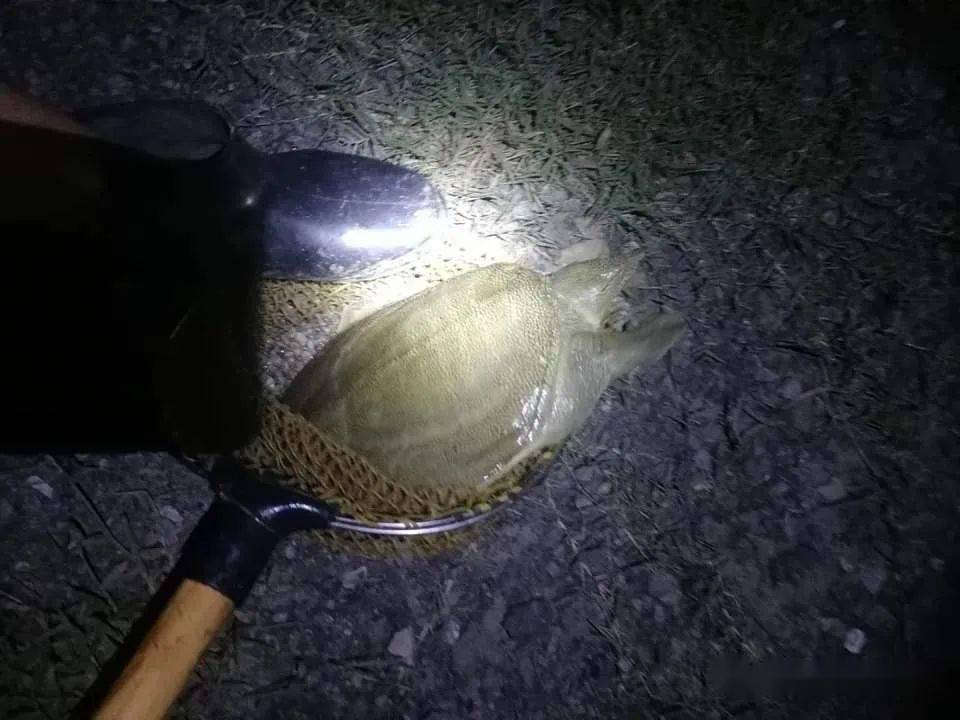 野塘夜钓一包饵再擒大甲鱼