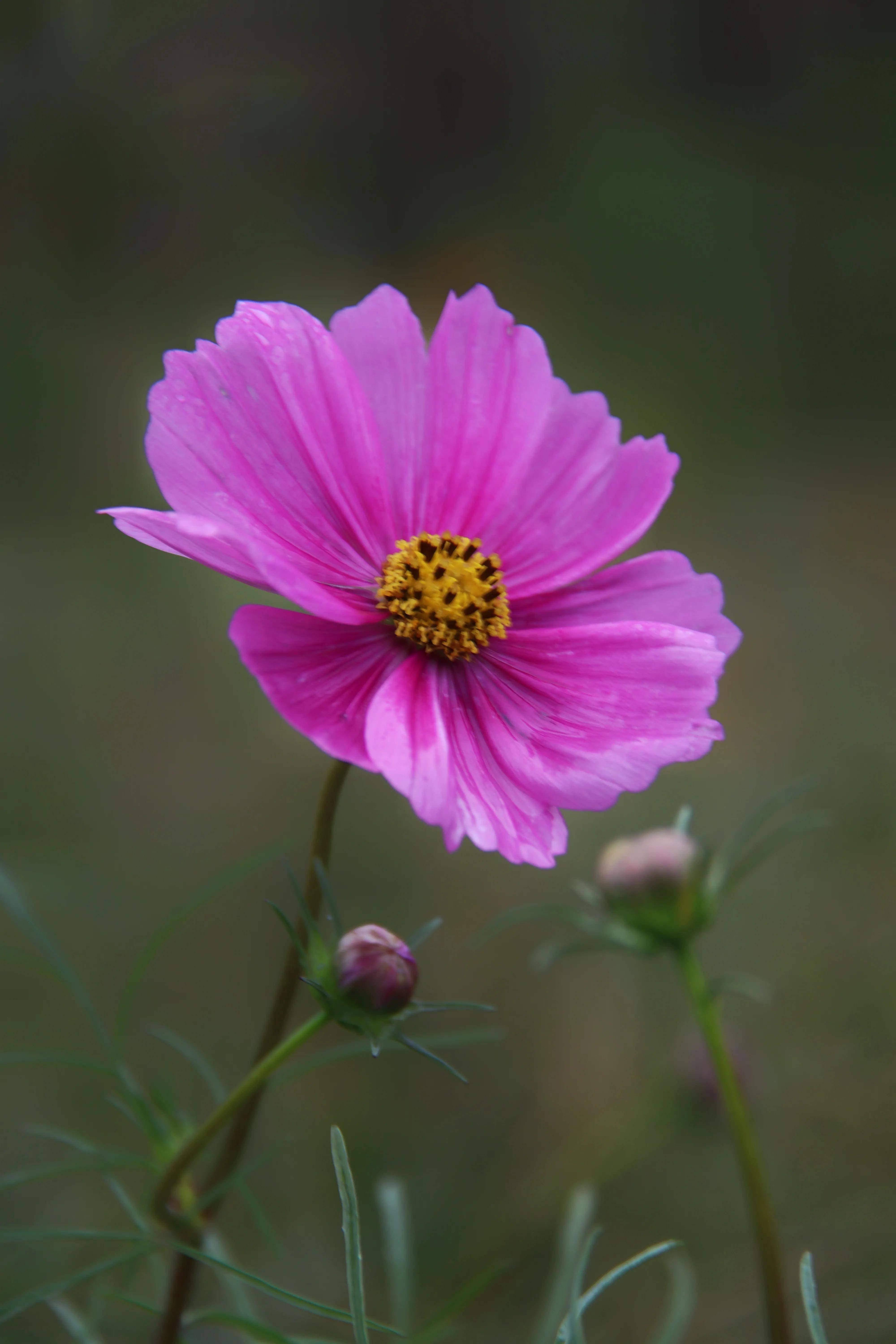秋雨绵绵,山野田园色,近清新,远朦胧