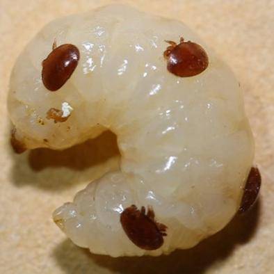 李建科|没有蜜蜂，90%的水果会消失，生态系统将崩溃 | 李建科