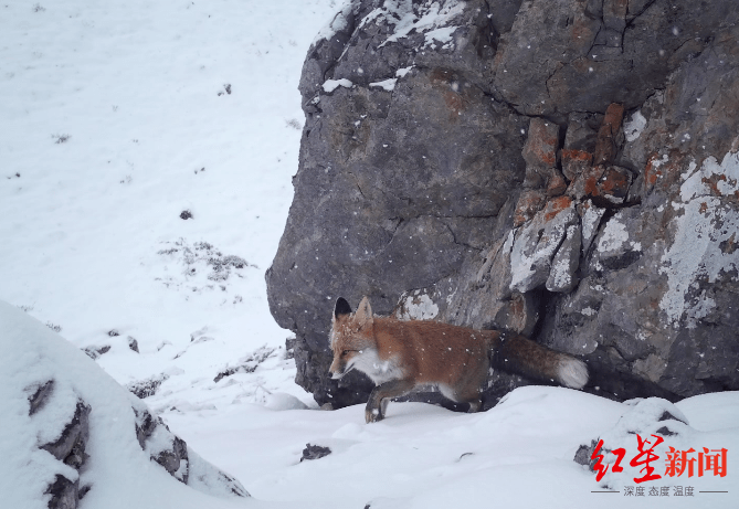 罕见!四川平武现"雪山飞狐":赤狐疑冒着风雪寻食