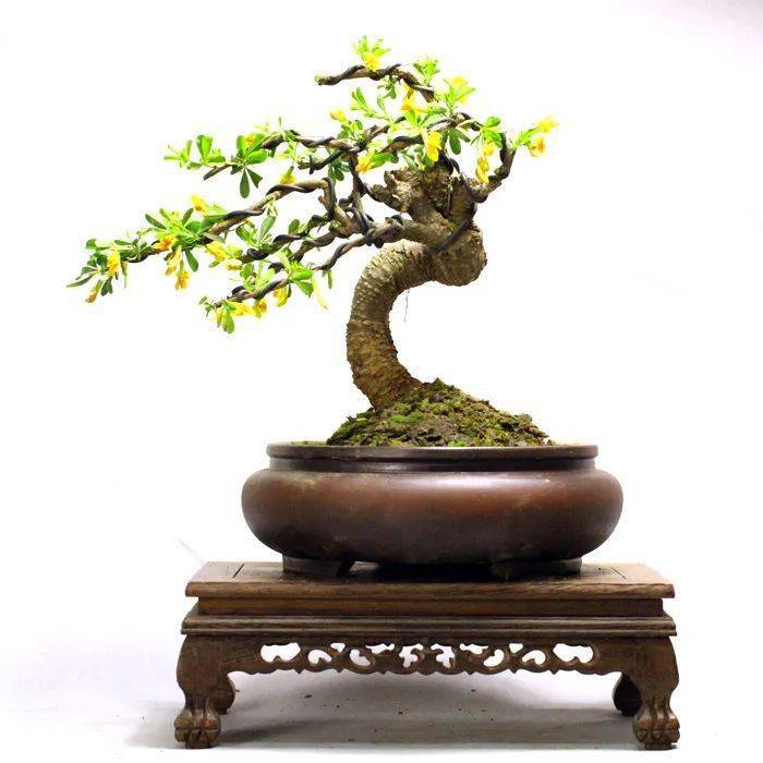 金雀萌生力强,稍加修剪造型便是"满树金英欲展翅"的模样!