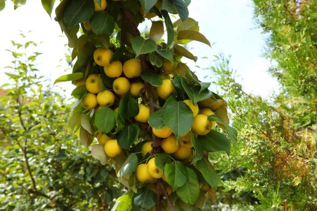 奇闻西吉一村民家的果树一边开花一边结果