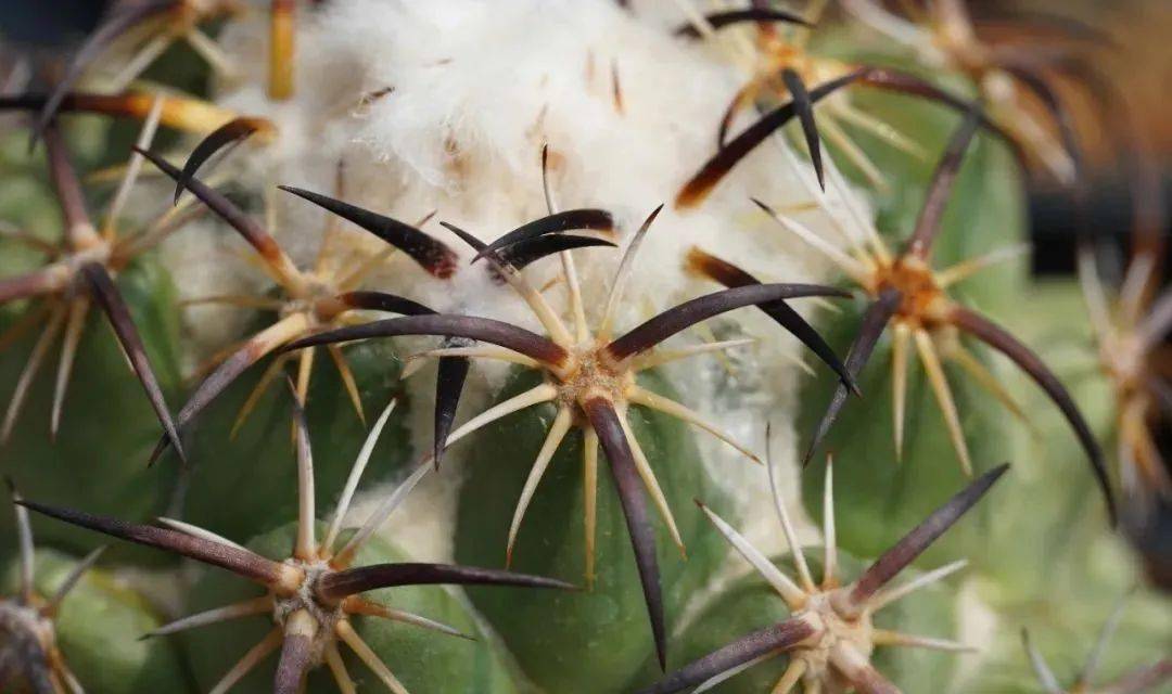 供大家参考:总的来说,钢钉在强刺的仙人球里面算是很好养的,但是想要