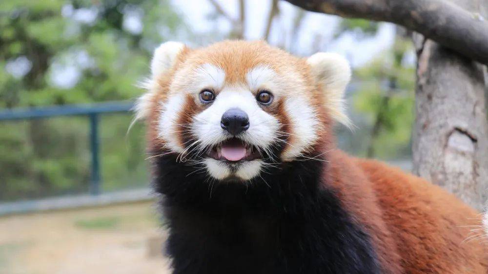 海洋大世界动物园 7b5eb10a79dc4778aeda8285c03dcd51.jpeg