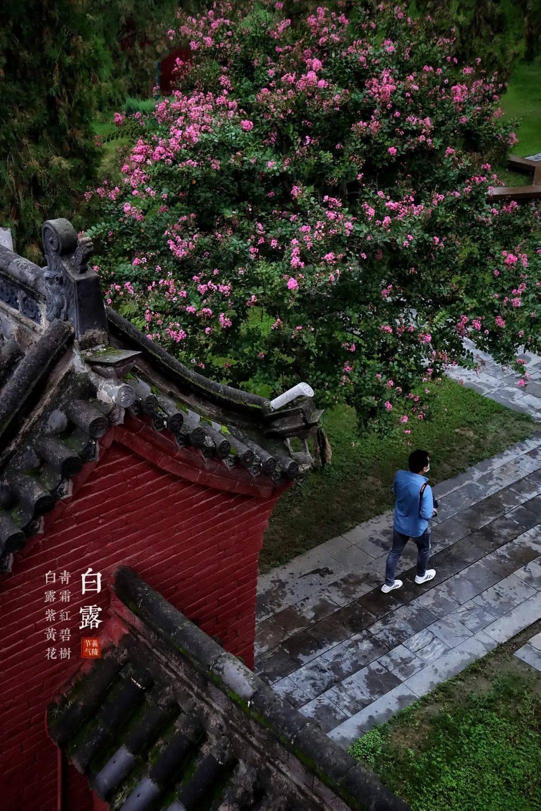 白露诗词《白露》唐·杜甫白露团甘子清晨散马蹄
