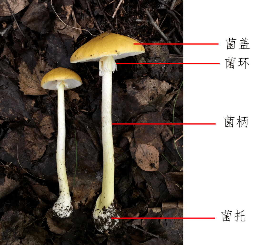 科普|又到了采蘑菇,吃鲜蘑的季节!注意!注意!注意!