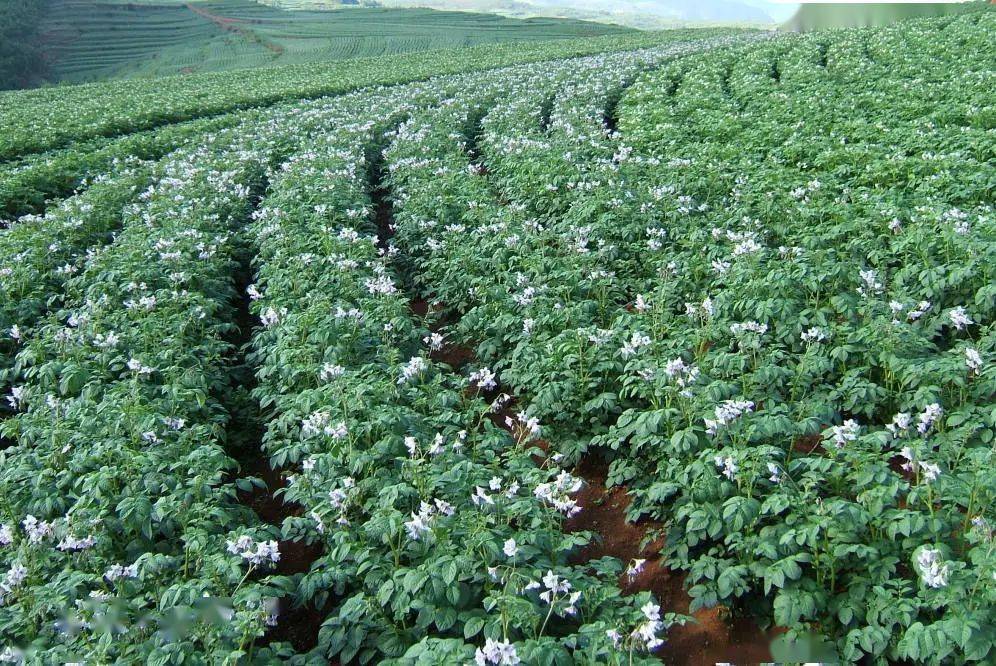 宁夏|宁夏是祖国西部的一块宝地