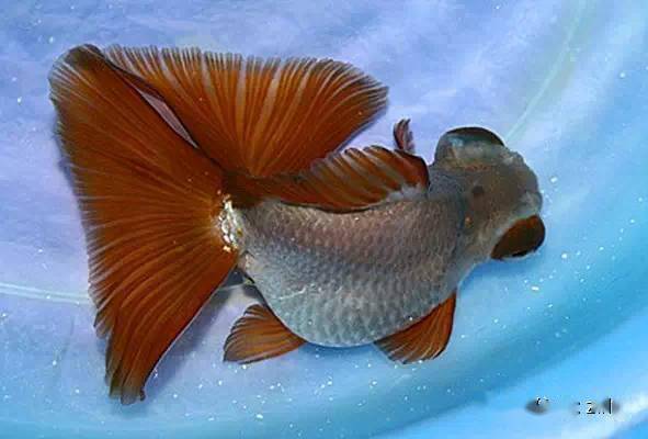 中国金鱼大全!绝对没见过的漂亮养眼