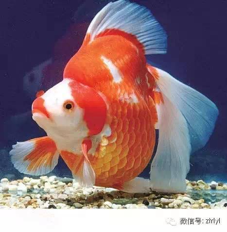 中国金鱼大全!绝对没见过的漂亮养眼