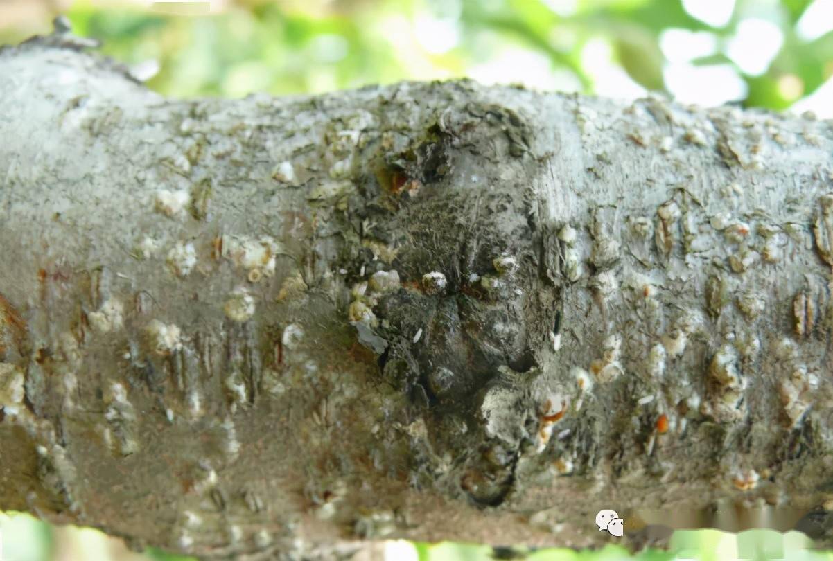 桑白蚧对果树危害不小不防治小心吃掉整棵树