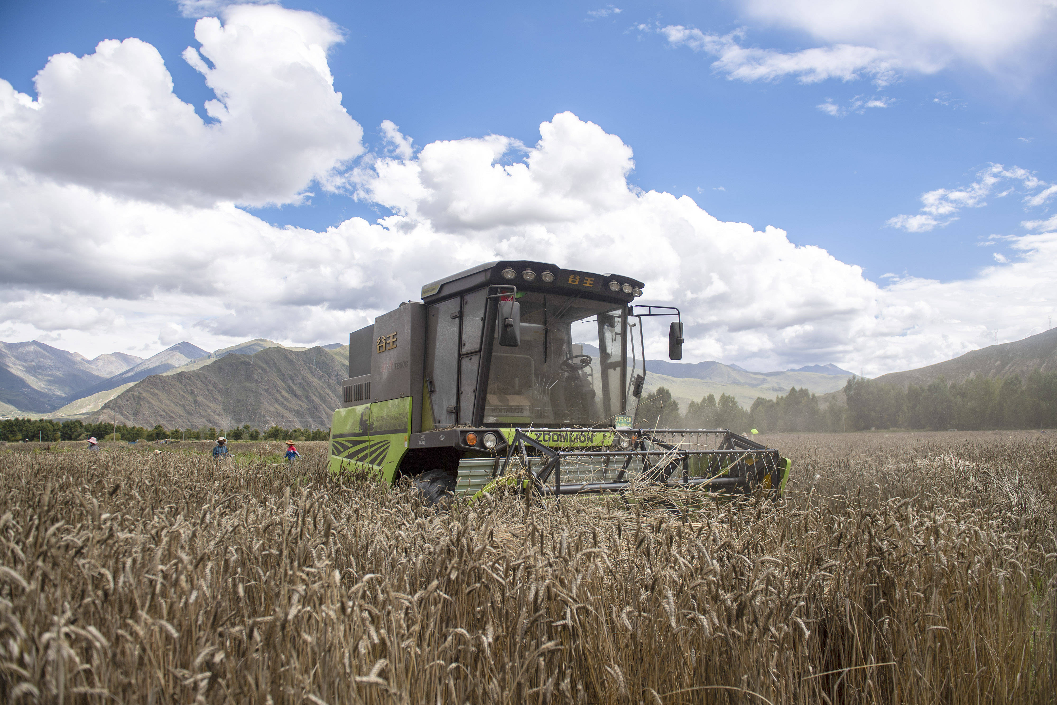 拉萨市达孜区克日村的农民用农业机械收割青稞(9月6日摄)
