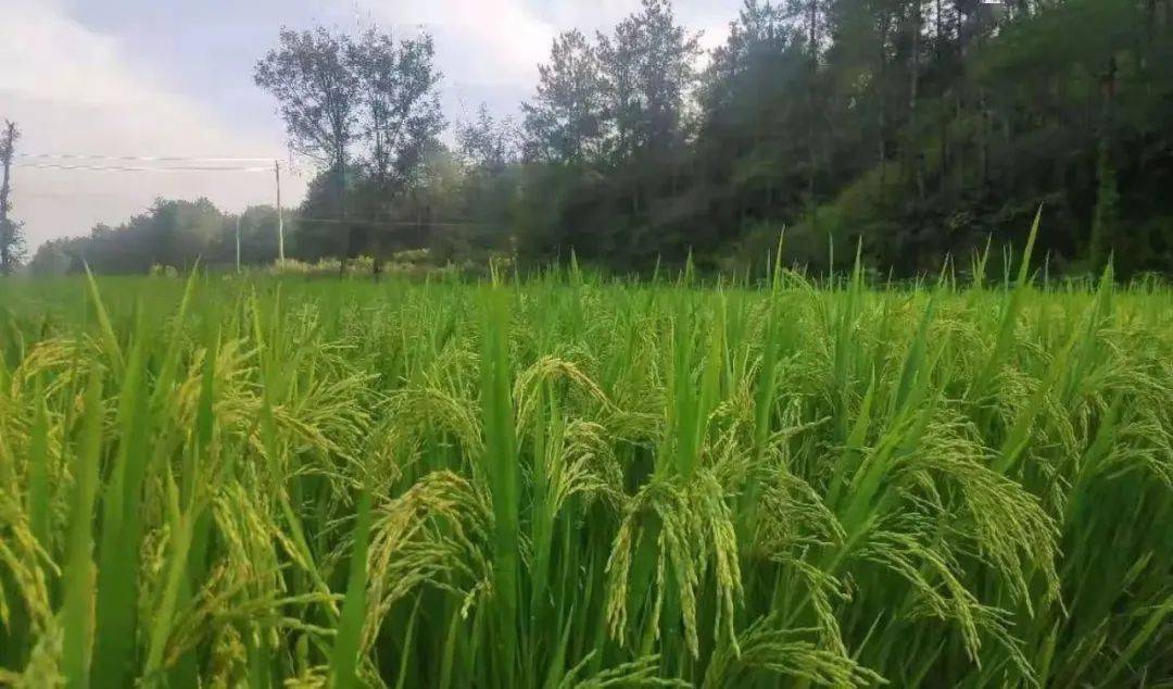 光谷这300余亩太空稻要熟了种子上过天