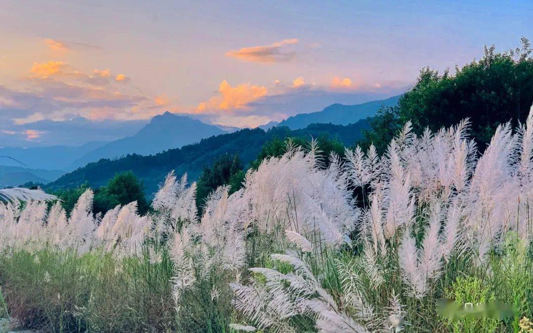 姿色万千的白露如约而至