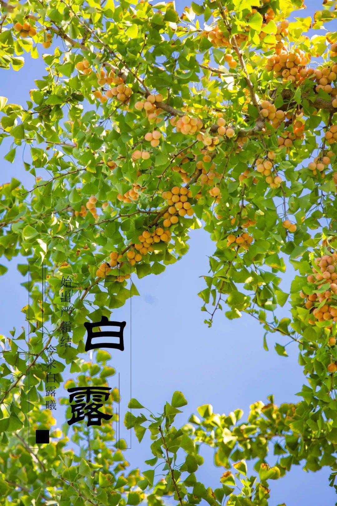 露从今夜白夜自此日凉北京号与您话白露