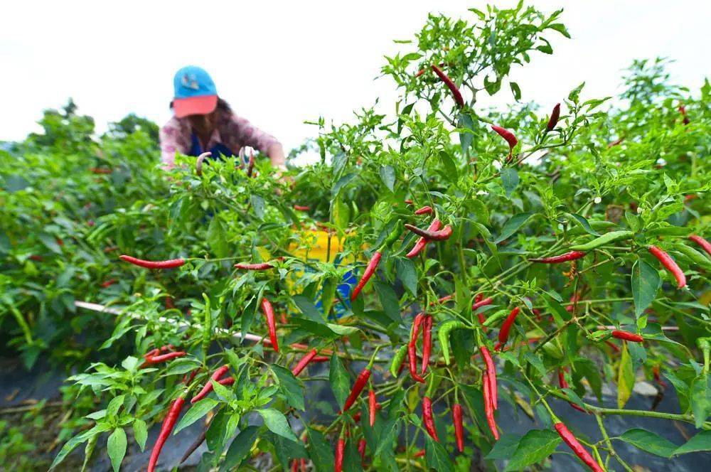 辣椒喜丰收 农民笑开颜_种植