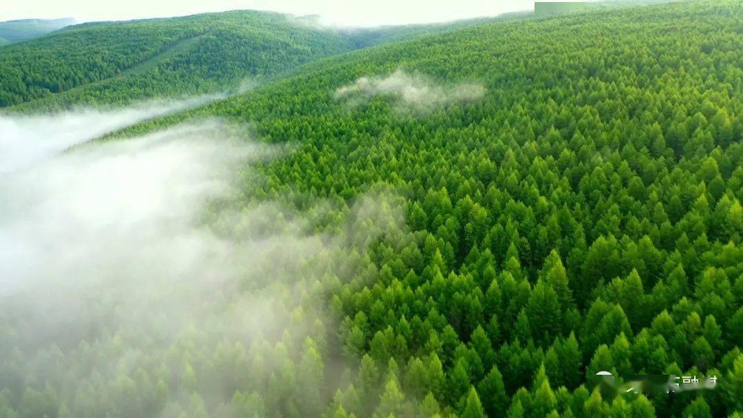 发挥岭上林都优势 展现森林康养魅力