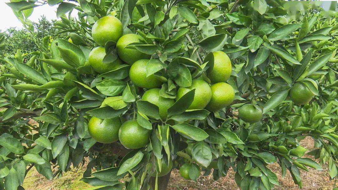 酸酸甜甜的季节来了!当阳特早熟蜜桔抢"鲜"上市