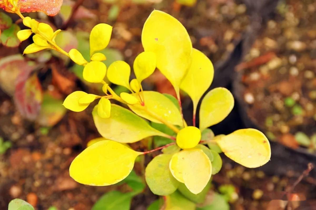 观叶效果最佳的十种树_树种