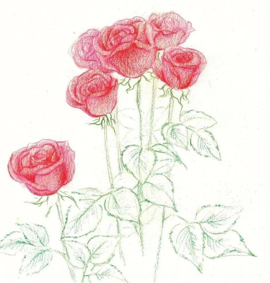 彩铅玫瑰花的画法步骤玫瑰花彩色铅笔画教程
